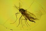 Fossil Fly (Diptera) In Baltic Amber - Jewelry Quality #197702-1